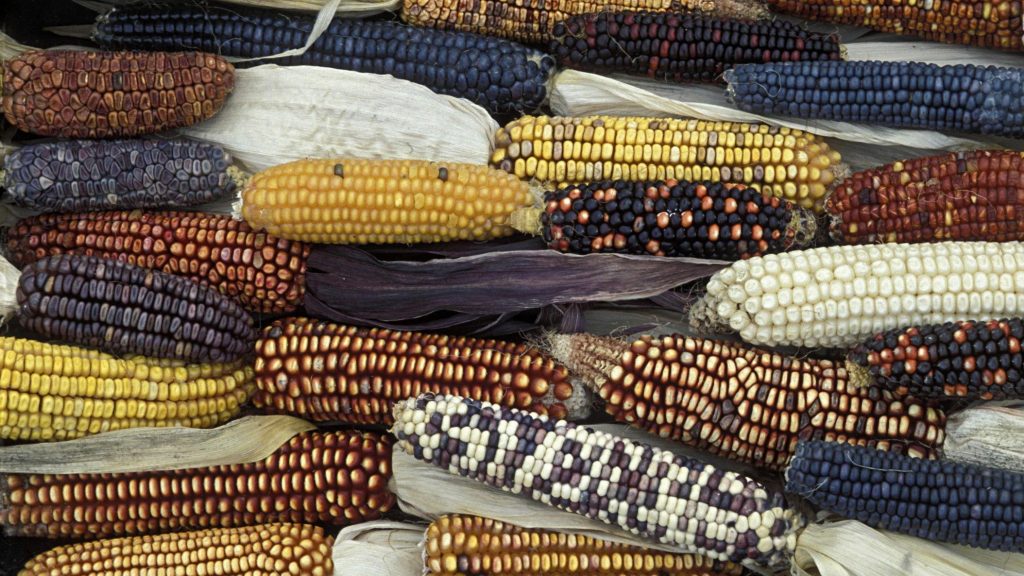 maize-cultivation-in-nepal