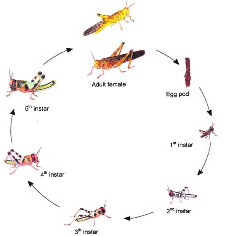 Emerging threat to Agriculturist - Desert Locust - कृषि पत्रिका