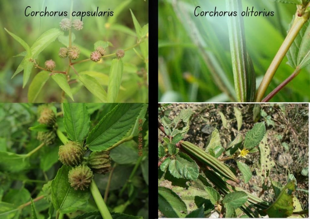 Jute Farming Techniques and Requirement कृषि पत्रिका